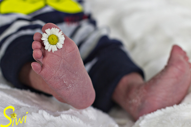 Baby Oscar mit Gänseblümchen,so kleine Füße.
