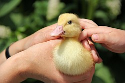 H&auml;nde halten Entenk&uuml;ken wohlbeh&uuml;tet fest